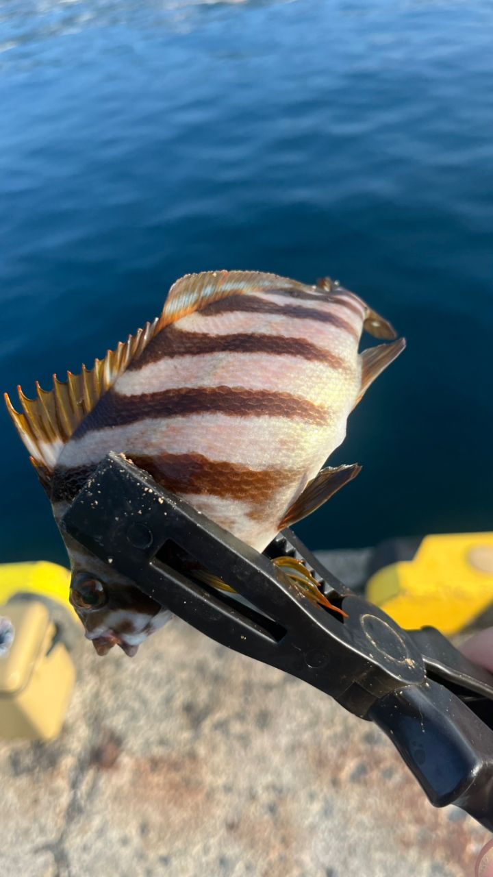 タカノハダイ