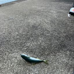 アジ