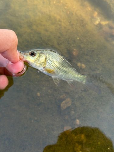 フナの釣果