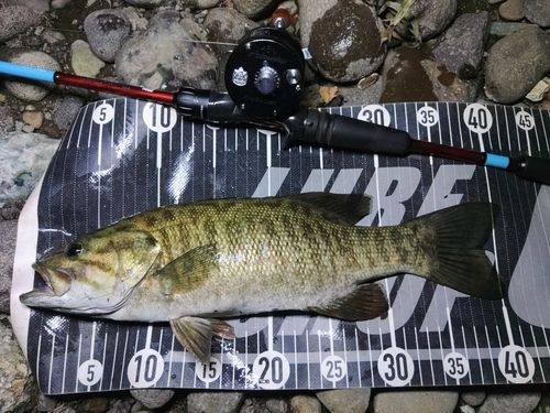 スモールマウスバスの釣果