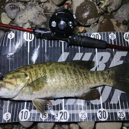 スモールマウスバス