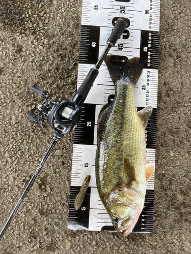 ラージマウスバスの釣果
