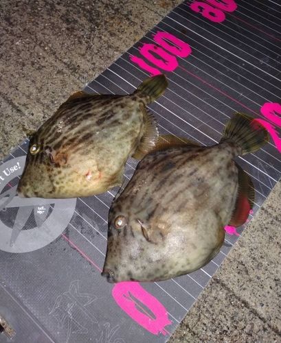 カワハギの釣果