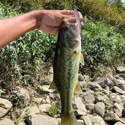 ラージマウスバス