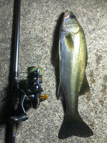 シーバスの釣果