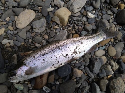 ニジマスの釣果