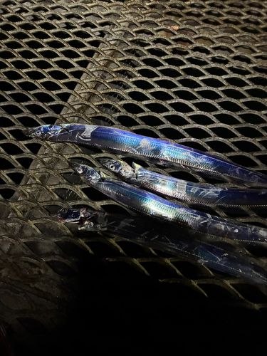 タチウオの釣果