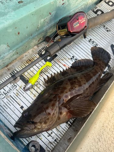 チャイロマルハタの釣果