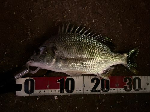 キビレの釣果