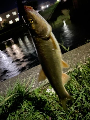 ウグイの釣果