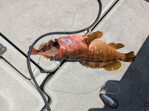 キジハタの釣果
