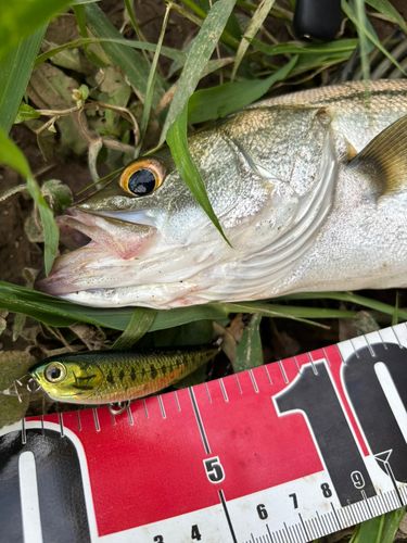 シーバスの釣果