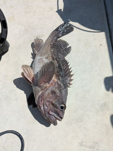 クロソイの釣果