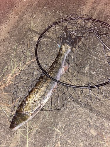 マルタウグイの釣果