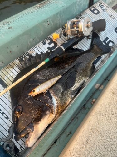 チヌの釣果