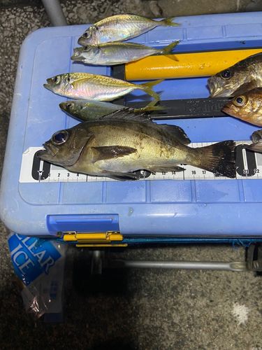 メバルの釣果