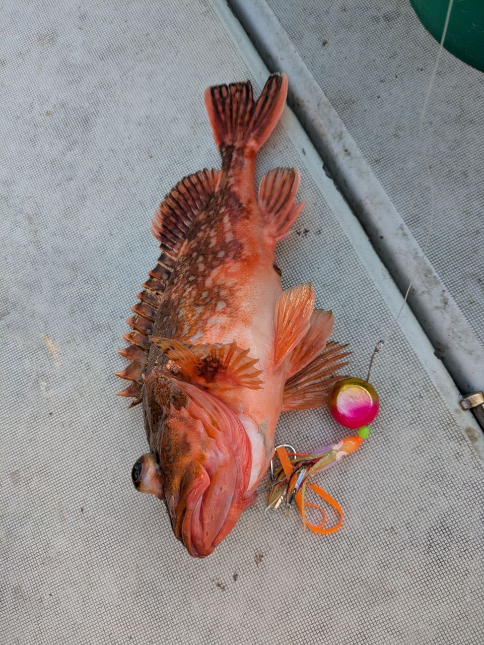 ウッカリカサゴ