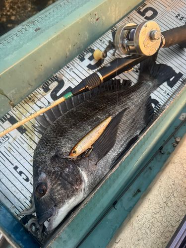 チヌの釣果