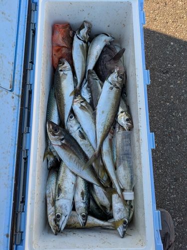 マアジの釣果