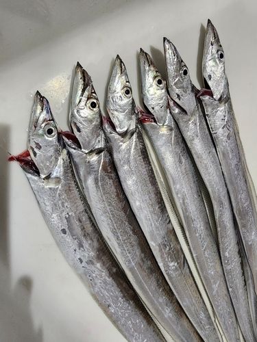 タチウオの釣果