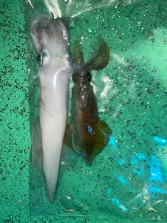 マイカの釣果