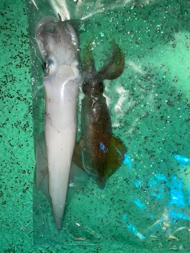 マイカの釣果