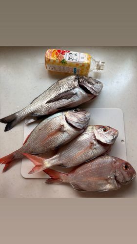 タイの釣果