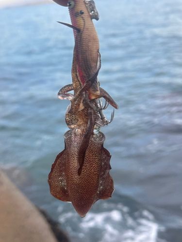 アオリイカの釣果