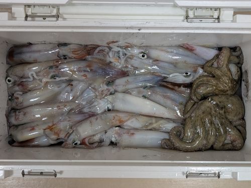 ケンサキイカの釣果