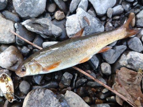 ウグイの釣果