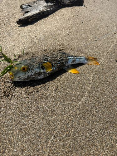 シマフグの釣果