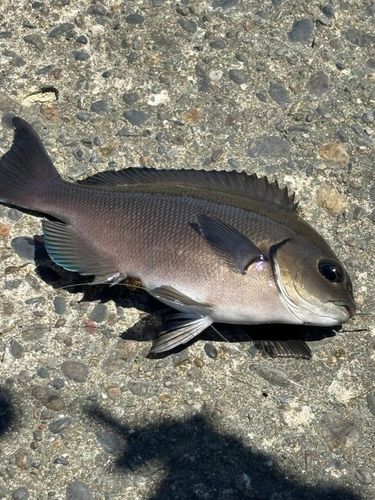メジナの釣果