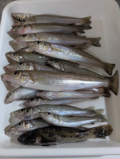 キスの釣果
