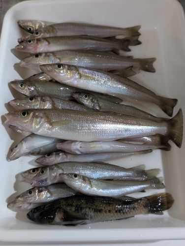 キスの釣果