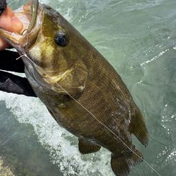 スモールマウスバス