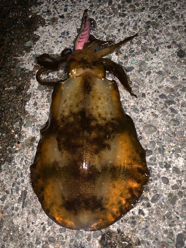 アオリイカの釣果
