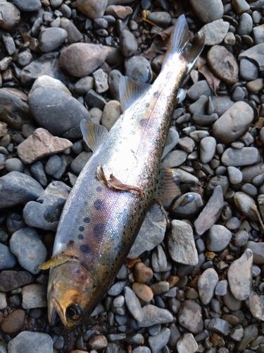 ヤマメの釣果