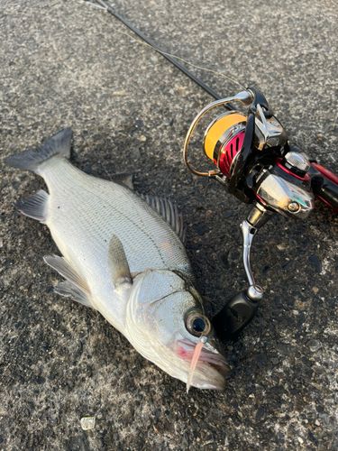 セイゴ（ヒラスズキ）の釣果