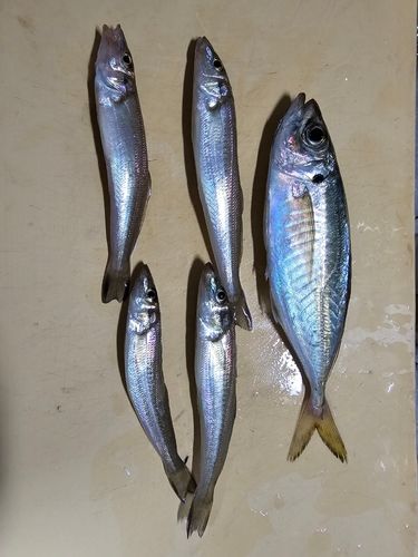 キスの釣果