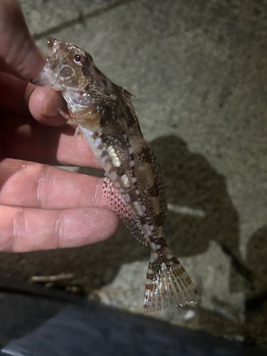 アナハゼの釣果