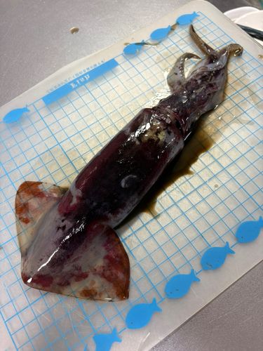 ケンサキイカの釣果