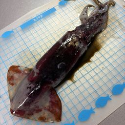 ケンサキイカ