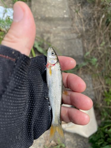 ウグイの釣果