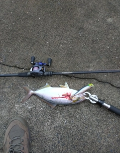 ショゴの釣果