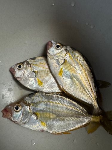 ヒイラギの釣果