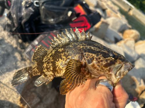 タケノコメバルの釣果