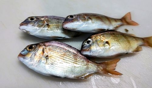 チャリコの釣果