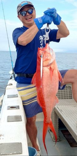 ハマダイの釣果