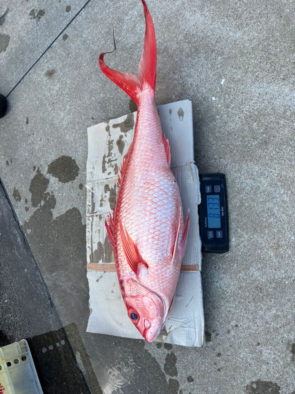 どかじゃさんの釣果 2枚目の画像