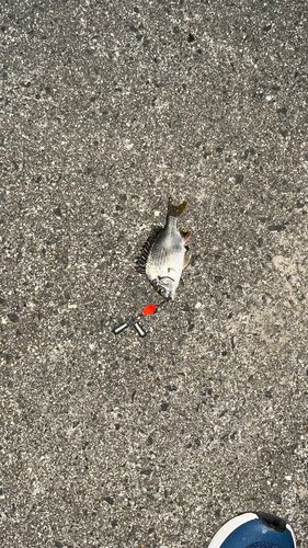 キビレの釣果